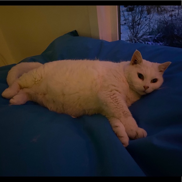 Meet your Posher, Bell - Picture 3 of 3